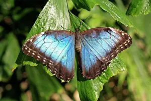 South American Insects Drucke: Blue Morpho, (Morpho anaxibia), South America, Imago