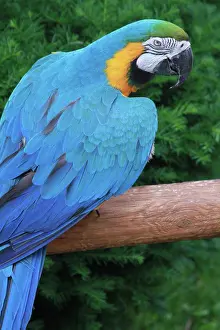 Ara Ararauna Species Drucke: Blue Parrot looking at camera