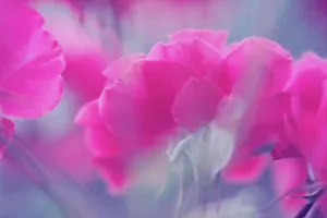 Verwirrte Rosen
