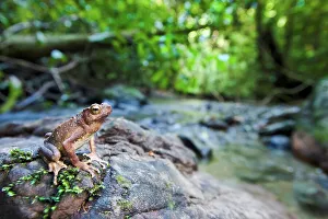 Danum Valley Conservation Area Drucke: Borneo River toad (Bufo asper) on stream side stone