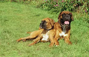 Pedigree Dog Breeds Drucke: two Boxer - lying on meadow