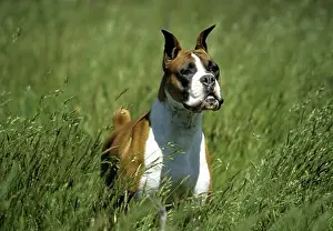 Boxer Drucke: Boxer (ungekoppelt)