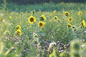 Heller gelber Sonnenblume im Feld bei Sonnenuntergang.
