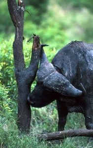 African Animal Photos Drucke: Buffalo scratching against tree stump