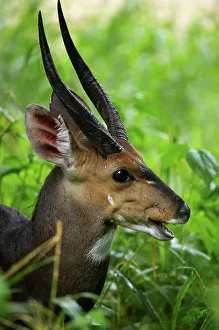 Buschbuck (Tragelaphus scriptus)