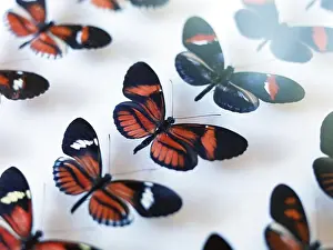 Drucke von Schmetterlingskabinett Juli Drucke: Schmetterlings-Sammlung