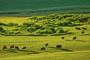 Peaceful Countryside Scenery Drucke: Canada, Alberta, Elevated view of cows on grazing field