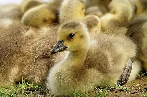 Baby Animals Drucke: Canada goose