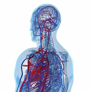 Cardiovascular System Artwork Drucke: Cardiovascular system, computer artwork