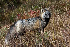 Mt Rainier National Park Drucke: Cascades Red Fox