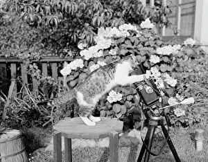 2010 Drucke: Katze spielt mit Kamera im Garten.