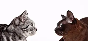 White Background Animal Cutouts Drucke: Cats looking at each other, Studio