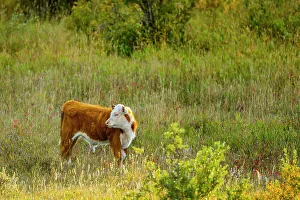 Farm Landscapes Drucke: Cattle, Alberta Canada