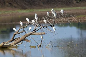Mashatu Game Reserve Drucke: Cattle Egret (Bubulcus ibis) on dead tree