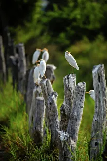 Cattle Egret Images Drucke: Cattle Egret (Bubulcus ibis) on posts