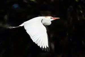 Drucke von Ein Rinderreiher fliegt über die Brutgebiete Verwandte Bilder Drucke: Ein Rinderreiher fliegt über die Brutgebiete.