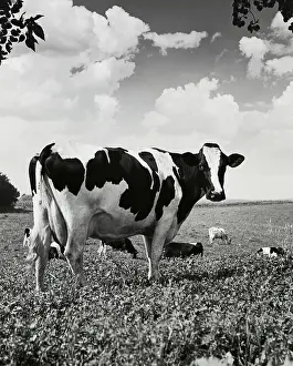 2003 Drucke: Rinder stehen in einem Feld.