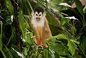 Central American Squirrel Monkey Drucke: Central American Squirrel Monkey
