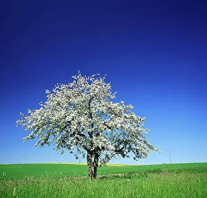 Cherry Blossom Season Germany Drucke: Cherry tree (Prunus) in full bloom under a blue sky in the middle of fields and meadows