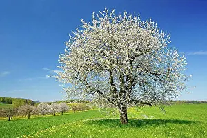 Wild Cherry Blossoms Drucke: Cherry tree in spring, Prunus avium, Basel-Land, Switzerland, Europe