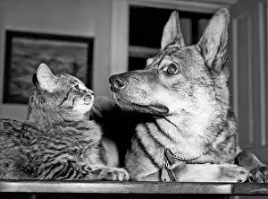 Drucke von Chicago, Illinois: c. 1947 Ein deutscher Schäferhund und die Katze, die er als Kätzchen aus einem nahegelegenen See gerettet hat, sind nun unzertrennliche Freunde Illinois Drucke: Chicago, Illinois: c