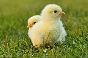 Springtime Easter Decorations Drucke: chick easter chick easter yellow