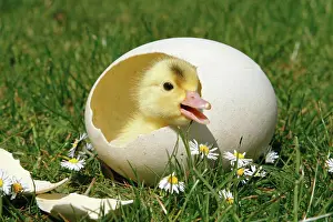 Anatidae Birds Drucke: chick - in eggshell