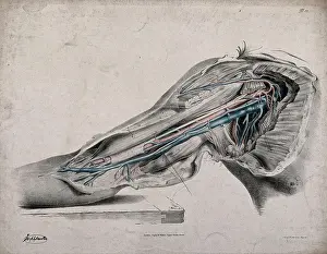 Arteries And Veins Diagram Drucke: The circulatory system: dissection of the upper arm