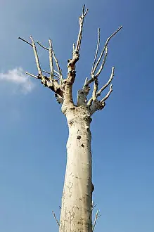 Blue Skies Nature Drucke: Clipped plane tree (Platanus)