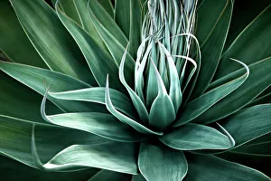 Agave Plant Drucke: Agave