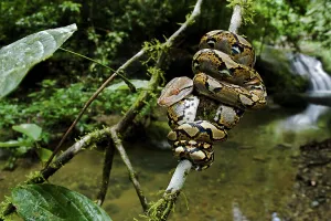 Kinabatangan River Wildlife Drucke: Close up of juvenile reticulated python (Python reticulatus) resting on sapling