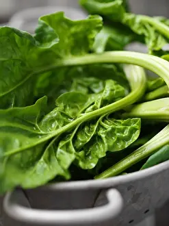 Fresh Spinach Drucke: Close up of spinach in colander