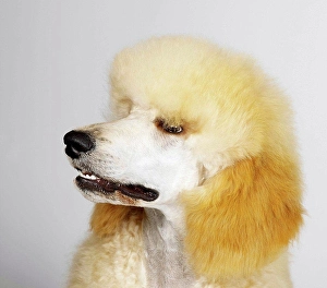 White Background Animal Portraits Drucke: Close up of Standard Poodle