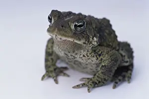 Drucke von Nahansicht eines amerikanischen Laubfrosches Kröten Drucke: Nahaufnahme eines amerikanischen Laubfrosches.