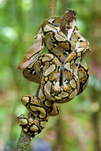 Kinabatangan River Wildlife Drucke: Close-up of juvenile reticulated python (Python reticulatus) resting on sapling