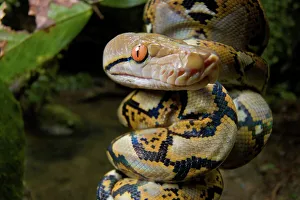 Reticulated Python Drucke: Close-up of juvenile reticulated python (Python reticulatus) resting on sapling