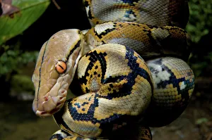 Poisonous Reptile Images Drucke: Close-up of juvenile reticulated python (Python reticulatus) resting on sapling