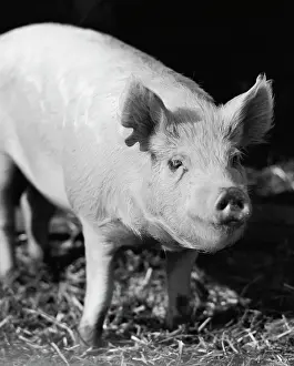 Animal Themes Photography Drucke: Close-up of a pig