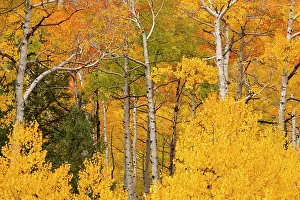 Drucke von Nahaufnahme von Aspens (Populus tremuloides) in einem Wald, der mit goldenen Herbstfarben explodiert; Grand Junction, Colorado, Vereinigte Staaten von Amerika Juli Drucke: Nahaufnahme von Aspenbäumen (Populus tremuloides) in einem Wald, der explodiert mit Gold.