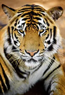Nahe Ansicht eines grimmig aussehenden Tigers.