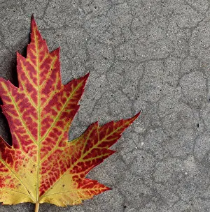 Maple Leaf Close Up Drucke: Close up of yellow and red maple leaf on gray background in fall