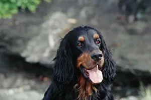 2022 Drucke: Gesichtsaufnahme eines Gordon-Setters.