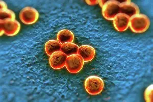 MRSA Bacteria Drucke: Clusters of superbug (MRSA) bacteria