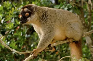 Common Brown Lemur Drucke: Common Brown lemur (Eulemur rufus) on a tree