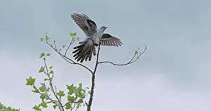 Bird In Flight Drucke: Common Cuckoo (cuculus canorus), Adult in Flight, Landing on Branch, Normandy