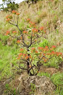 Drucke von Protea caffra oder Süßbusch (Protea caffra) Die Höhle. Nördlicher Drakensberg. KwaZulu Natal. Südafrika August Drucke: Protea caffra oder Gemeine Protea oder Zuckerbusch (Protea caffra) The Cavern