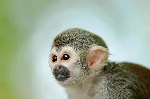 Drucke von Saimiri sciureus, Tierporträt, in Gefangenschaft, Deutschland, Europa Kleiner Totenkopfäffchen Drucke: Saimiri sciureus, Tierporträt, in Gefangenschaft, Deutschland, Europa