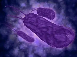 Drucke von Konzeptionelle Abbildung von Helicobacter. Helicobacter ist eine Gattung gramnegativer Bakterien mit einer charakteristischen Helixform Oktober Drucke: Konzeptionelle Bild des Helicobacter.