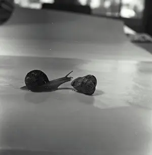 Schnecke und Schneckenhäuschen