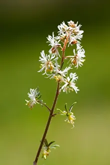 Drucke von Korn-Mignonette (Reseda Phyteuma). Sehr kleine Mignonette mit sehr kleinen (4-8 mm) pinnatisecten Blüten. Coto Donana Nationalpark, Spanien, April Juli Drucke: Mais Mignonette (Reseda Phyteuma)